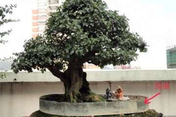 2016年《村头》在浙江省盆景展上荣获金奖