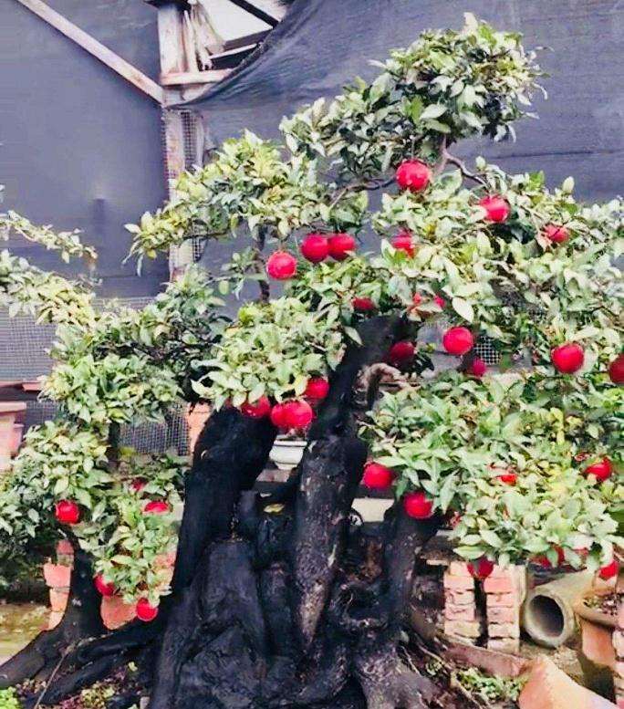 釆挖金弹子盆景引发的环境思考 20年后再无金弹子