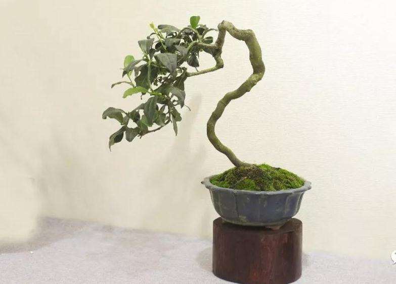 福鼎市国庆70周年福鼎盆景根艺作品展