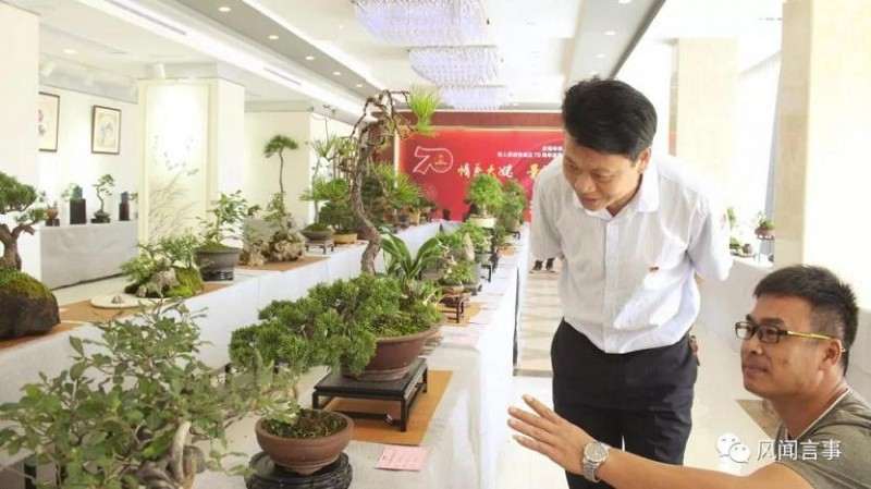 福鼎市国庆70周年福鼎盆景根艺作品展