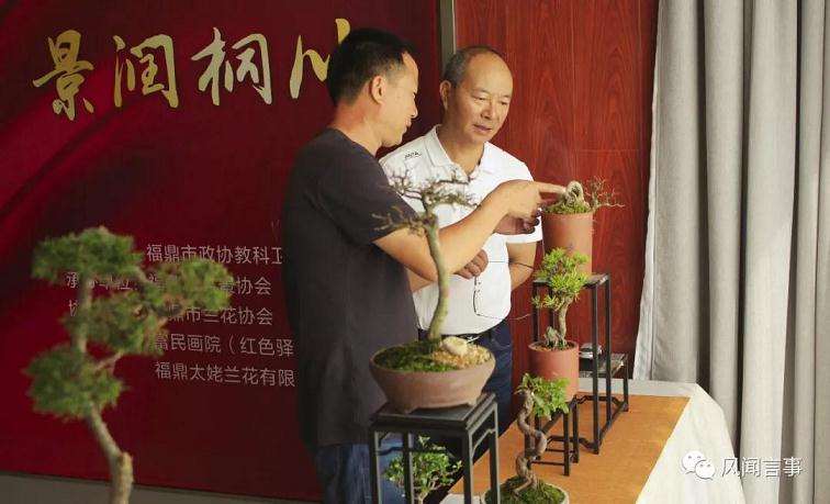 福鼎市国庆70周年福鼎盆景根艺作品展