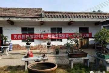 河南省盆景协会举办盆景创作大赛