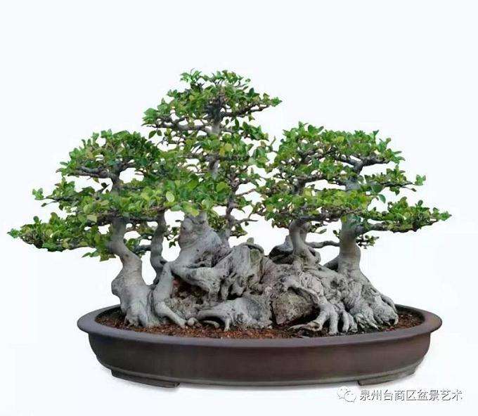 台商区首届盆景艺术展览会