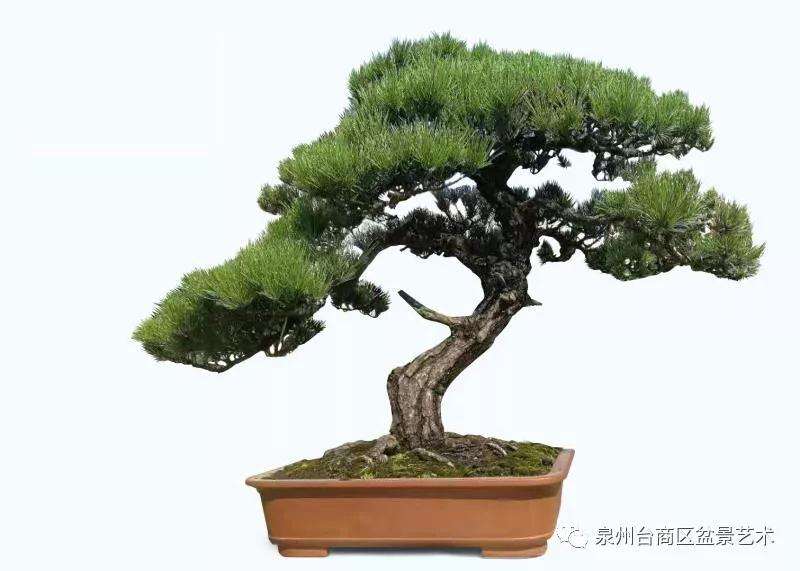 台商区首届盆景艺术展览会