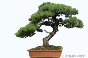 台商区首届盆景艺术展览会