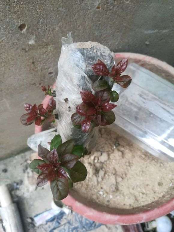 下山桩叶子是不是有毛病 生桩叶子酱红色