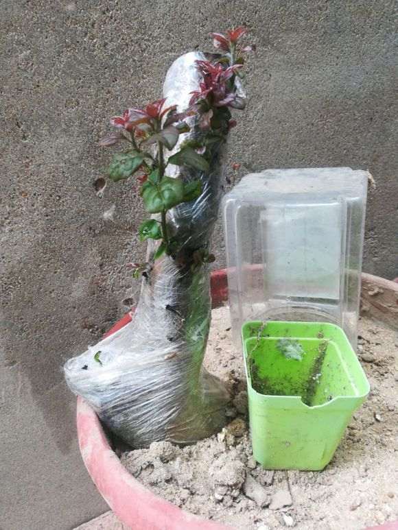 下山桩叶子是不是有毛病 生桩叶子酱红色