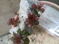 下山桩叶子是不是有毛病 生桩叶子酱红色