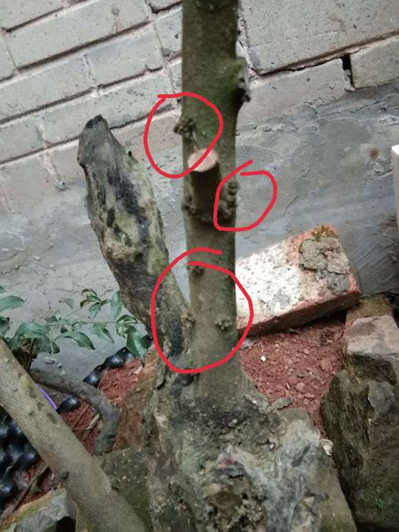 下山桩生桩为什么发芽后变黑 要套袋