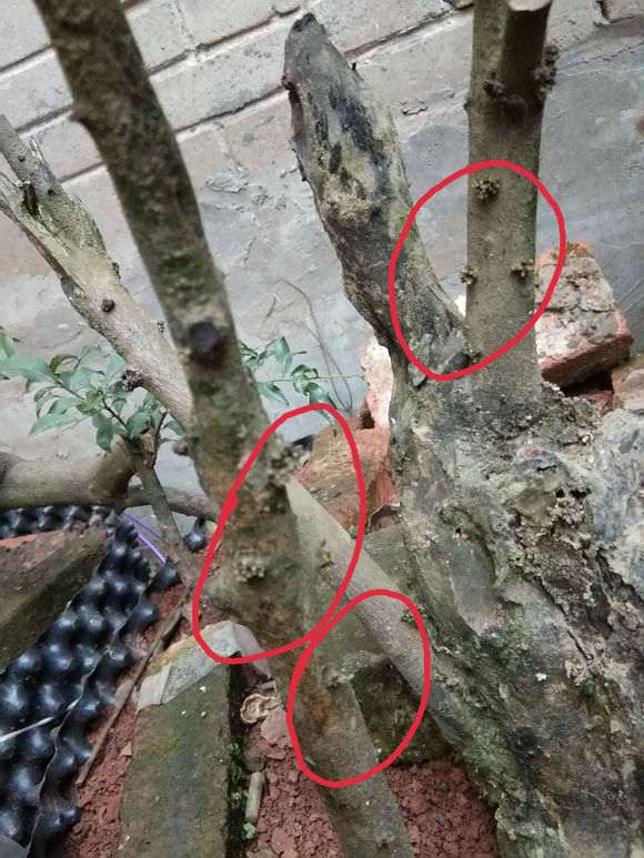 下山桩生桩为什么发芽后变黑 要套袋