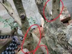 下山桩生桩为什么发芽后变黑 要套袋