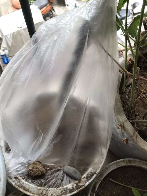 金弹子下山桩生桩怎么套袋浇水的方法