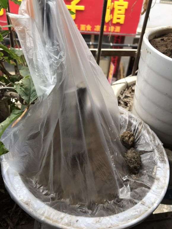 金弹子下山桩生桩怎么套袋浇水的方法