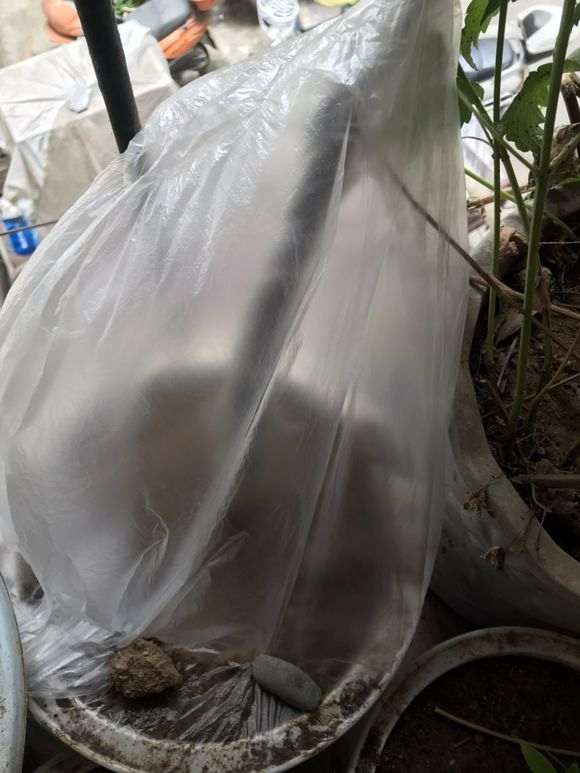 金弹子下山桩生桩怎么套袋浇水的方法