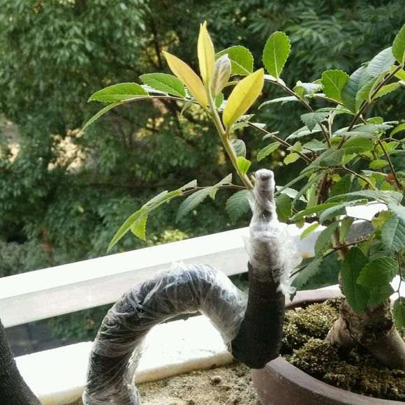 下山桩生桩上嫁接 