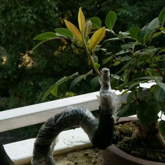 下山桩生桩上嫁接 