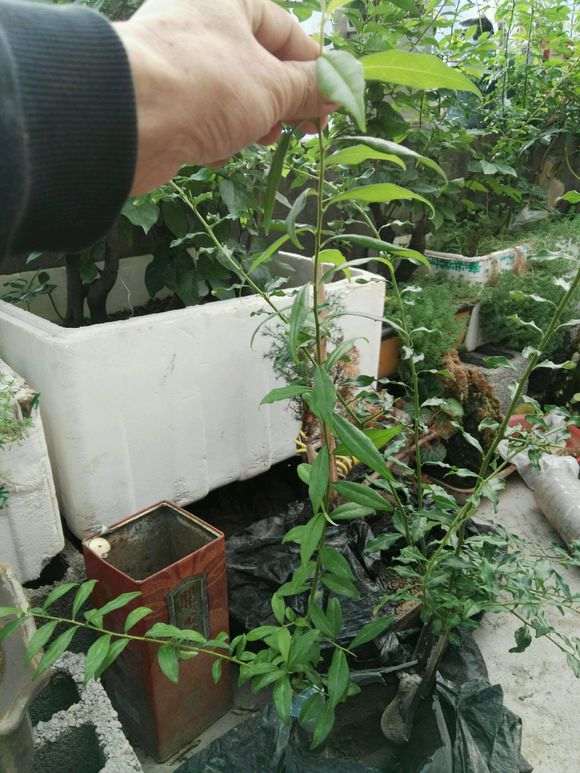 下山桩生桩上嫁接 