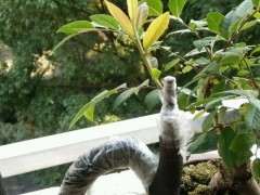 下山桩生桩上嫁接 被太阳晒死过一次