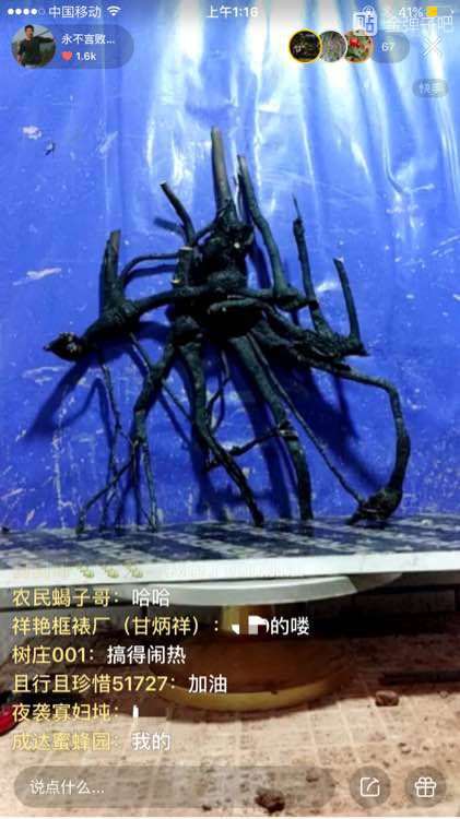 下山桩生桩种殖后多菌灵可以对水浇吗