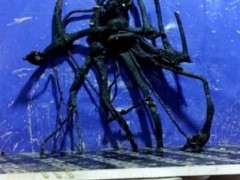 下山桩生桩种殖后 多菌灵可以对水浇吗