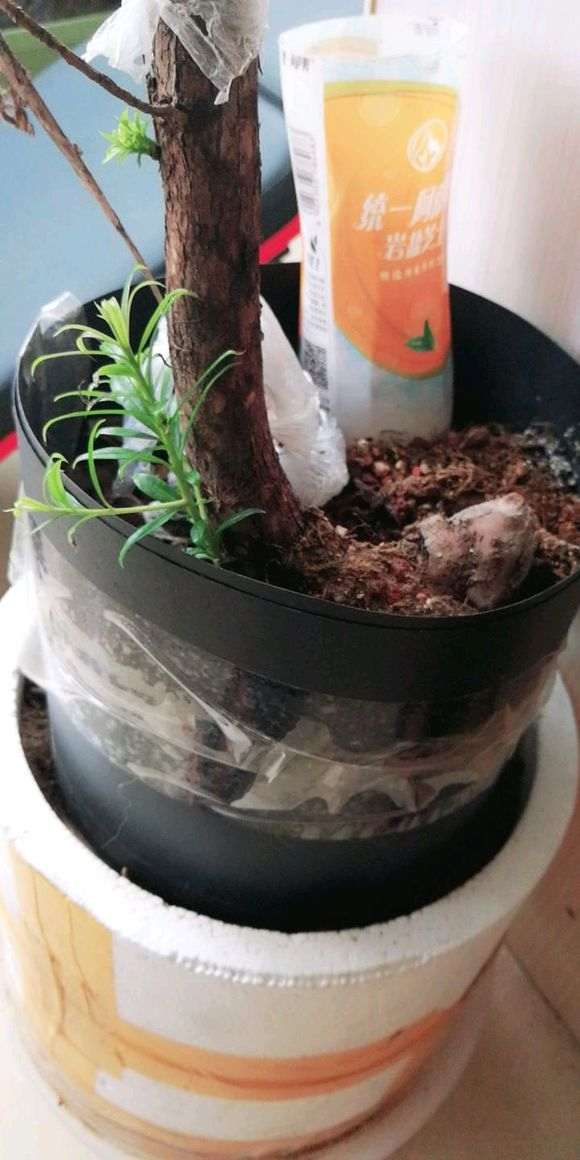 罗汉松下山桩生桩