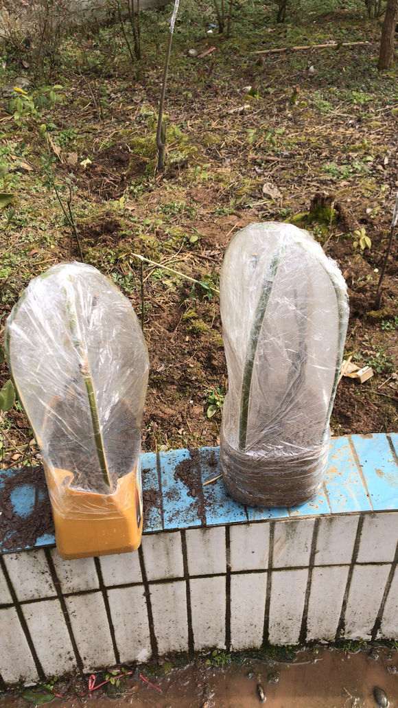 冬天下山桩缠膜套袋后