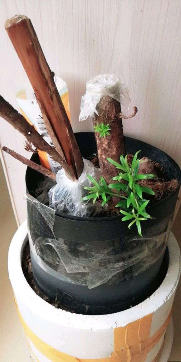 冬天下山桩缠膜套袋后