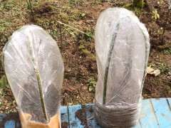 冬天下山桩缠膜套袋后 多久浇水1次