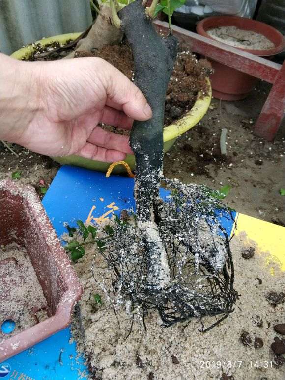 为什么下山桩用沙栽效果最好