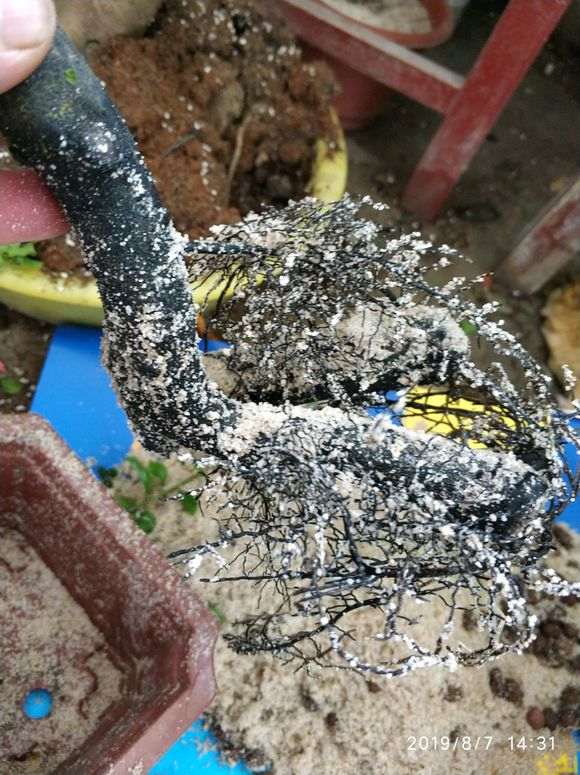 为什么下山桩用沙栽效果最好