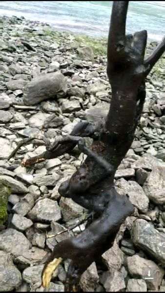 纯河沙种下山桩生桩