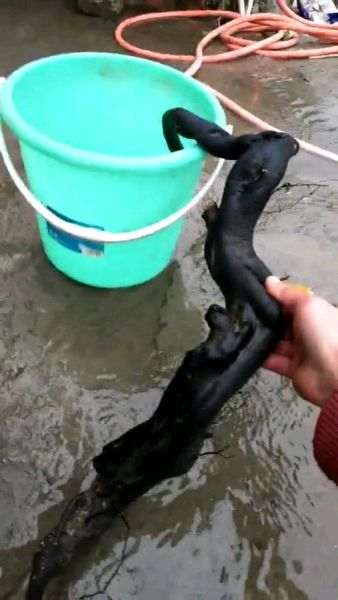 纯河沙种下山桩生桩