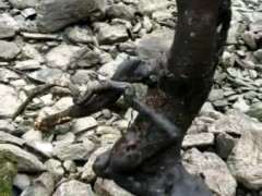 下山桩发芽后没多久 芽苞发黑 怎么办