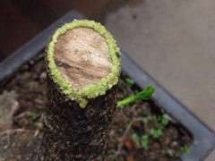 用阿斯匹林对下山桩生桩效果 是不是最好