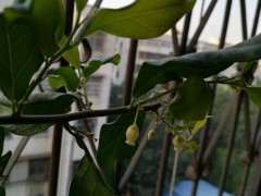 春天的金弹子下山桩生芽后随意长 怎么办