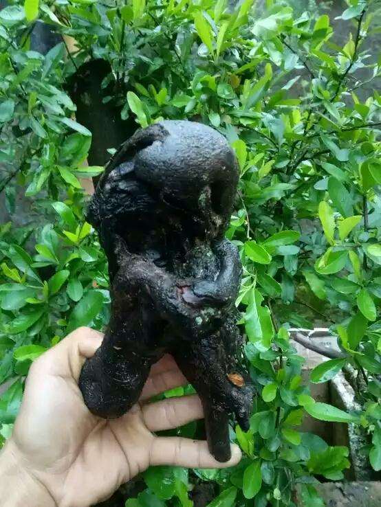 乔木金弹子下山桩和灌木