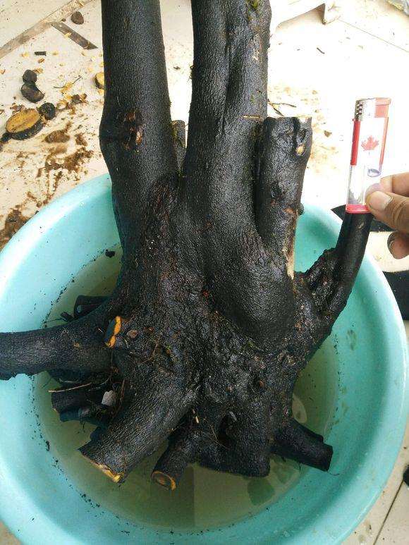 怎么区别金弹子下山桩的乔木和灌木