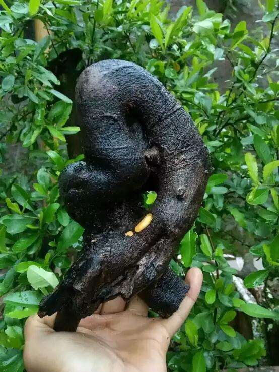 乔木金弹子下山桩和灌木