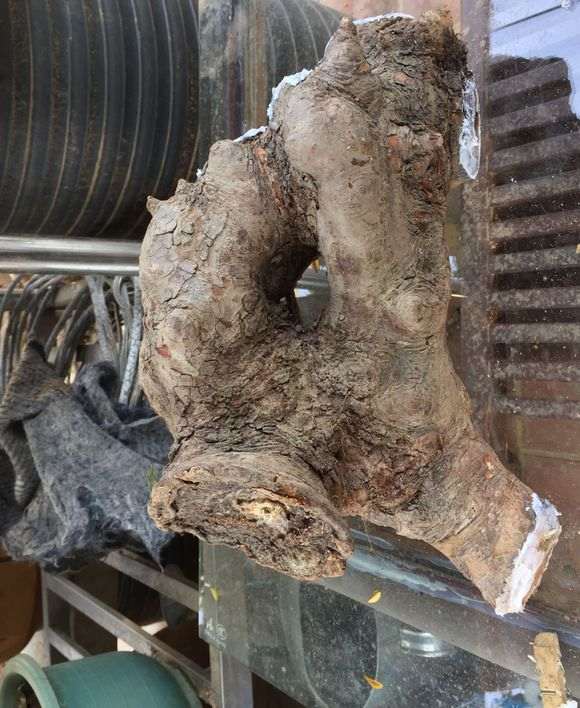 榆林下山桩生桩根部能用封口胶吗