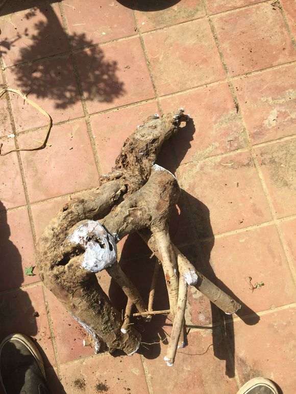 榆林下山桩生桩根部能用封口胶吗