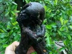 怎么区别金弹子下山桩的乔木和灌木