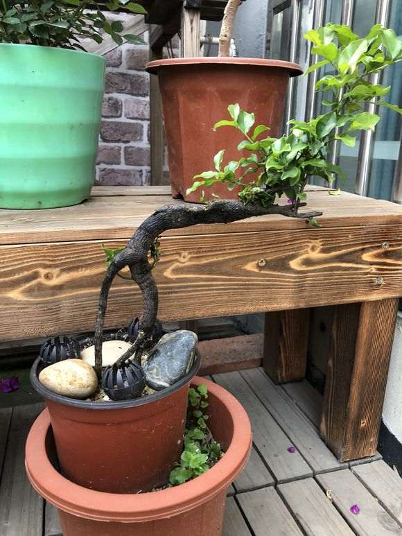 一颗下山桩生桩