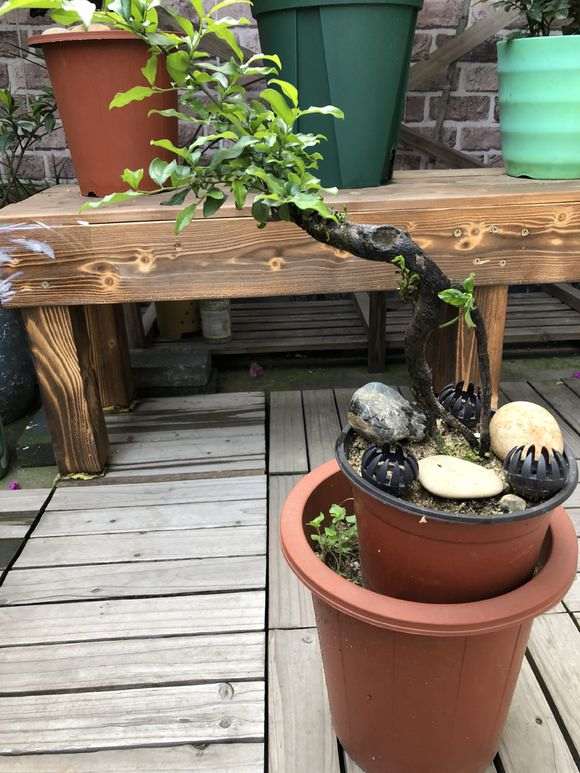 一颗下山桩生桩