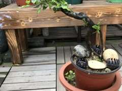 一颗下山桩生桩 不懂是不是阴芽