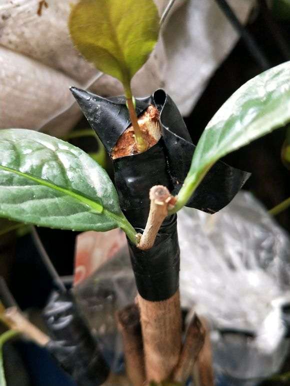 油茶下山桩怎么嫁接金花茶的方法