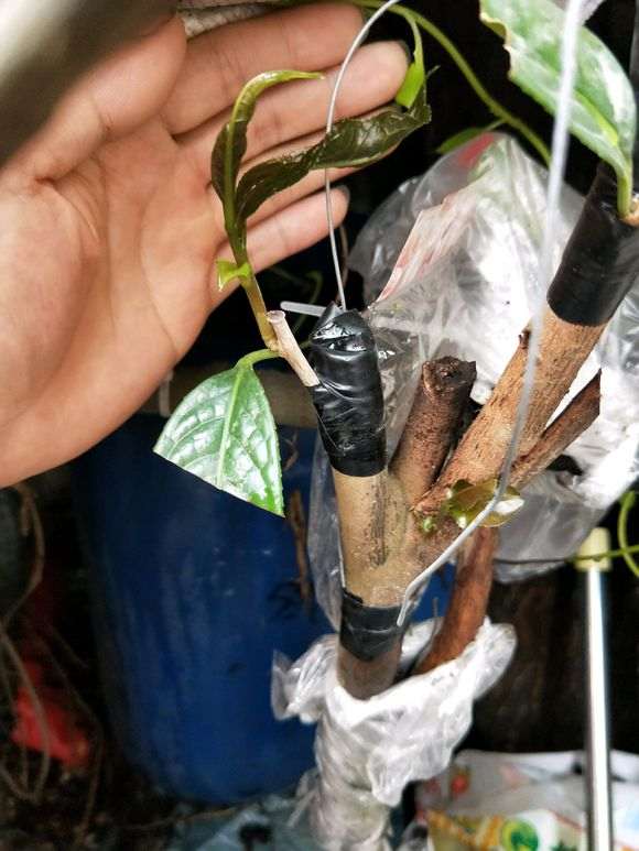 油茶下山桩怎么嫁接金花茶的方法