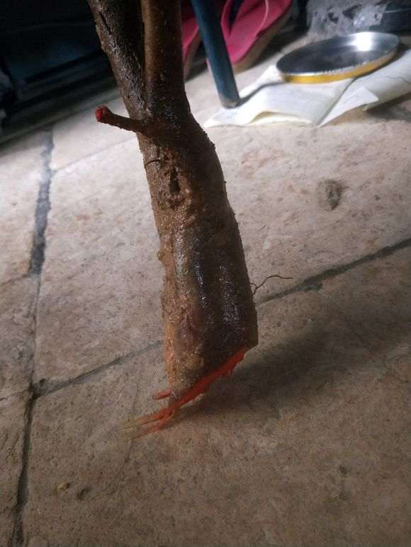 油茶下山桩怎么嫁接金花茶的方法