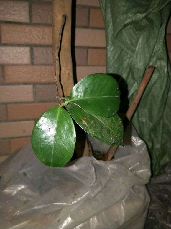 油茶下山桩怎么嫁接金花茶的方法