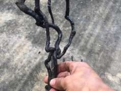 有什么方法可以控制下山桩生桩出芽