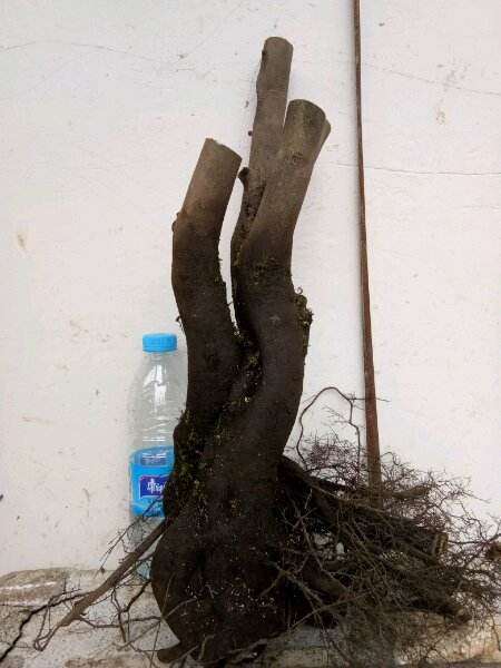 老鸦柿下山桩生桩套袋可以暴晒吗